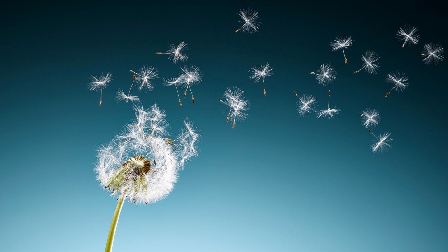 Sustainability Seed Grants